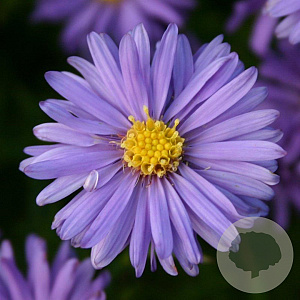 Aster (D) 'Mittelmeer' GM P9