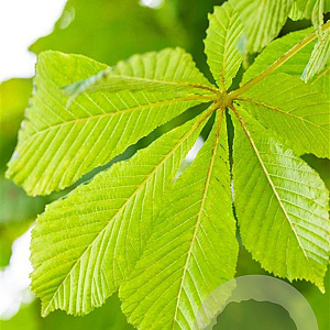 Aesculus hip. 'Baumannii' 20-25 HO draadkluit