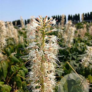 Aesculus parviflora 60-80 cm 5,0L