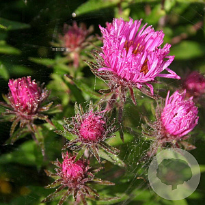 Aster n.-a. 'And. an Paul Gerber' GM P9