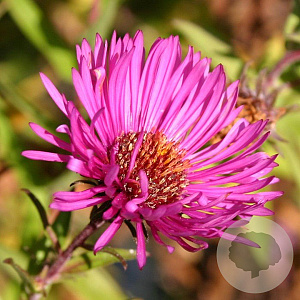 Aster n.-a. 'And. an Paul Gerber' GM P9