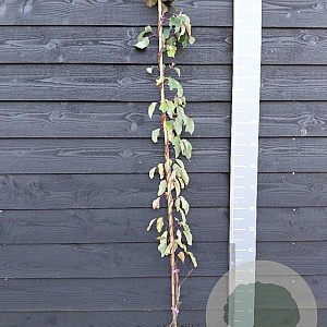 Akebia trifoliata 150-175 cm vierkant rond 5,5L