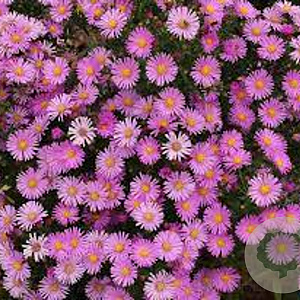 Aster (D) 'Peter Harrison' GM P9