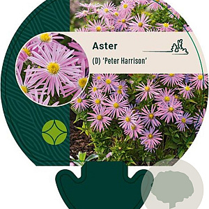Aster (D) 'Peter Harrison' GM P9