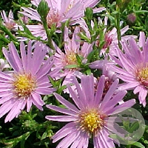 Aster (D) 'Peter Harrison' GM P9