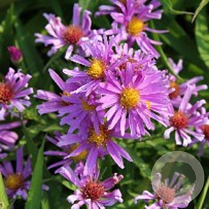 Aster (D) 'Peter Harrison' GM P9