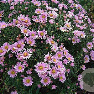Aster (D) 'Peter Harrison' GM P9