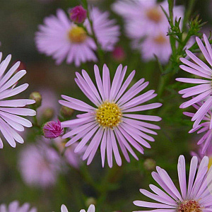 Aster 'Pink Star' GM P9