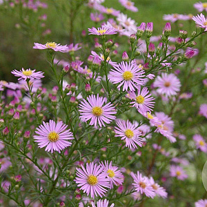 Aster 'Pink Star' GM P9