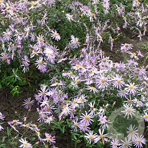 Aster pyrenaeus 'Lutetia' GM P9