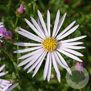 Aster pyrenaeus 'Lutetia' GM P9