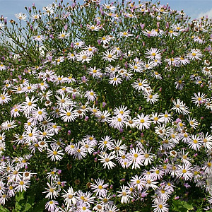 Aster pyrenaeus 'Lutetia' GM P9