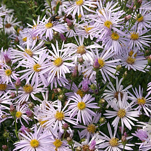 Aster pyrenaeus 'Lutetia' GM P9