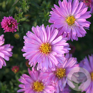 Aster (D) 'Rosenwichtel' GM P9