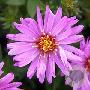 Aster (D) 'Rosenwichtel' GM P9
