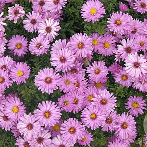 Aster (D) 'Rosenwichtel' GM P9