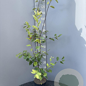 Amelanchier lamarckii 125-150 cm 4,5L