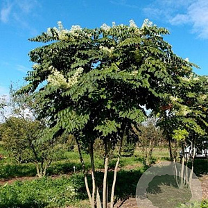 Aralia elata 200-250 cm draadkluit meerstammig