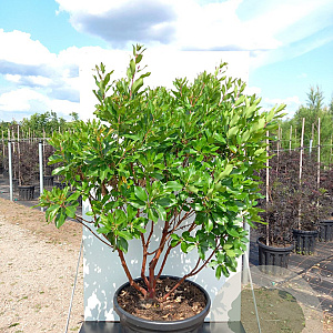 Arbutus unedo 200-250 cm cont. 110L meerstammig