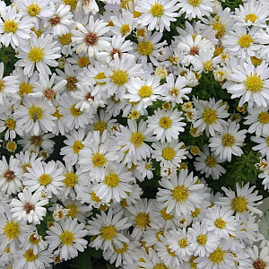 Aster (D) 'Schneekissen' GM P9