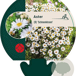 Aster (D) 'Schneekissen' GM P9