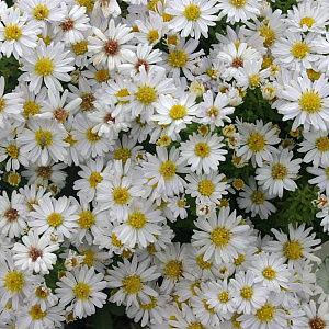 Aster (D) 'Schneekissen' GM P9