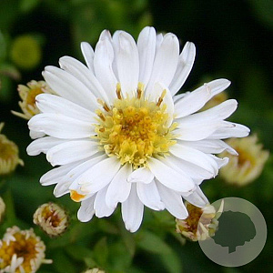 Aster (D) 'Schneekissen' GM P9
