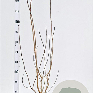 Aronia melanocarpa 100-125 cm 5,0L