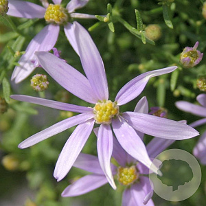 Aster sedifolius 'Nanus' GM P9