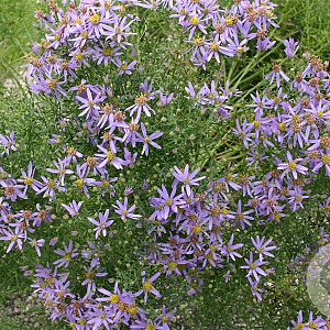 Aster sedifolius 'Nanus' GM P9