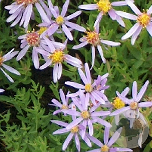 Aster sedifolius 'Nanus' GM P9