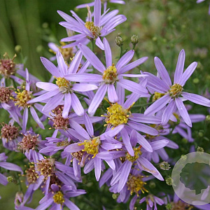Aster sedifolius 'Nanus' GM P9