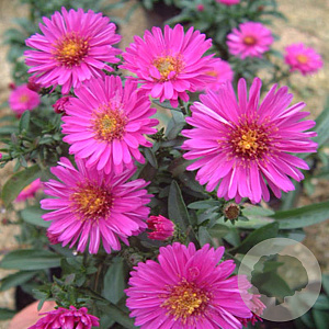 Aster (D) 'Starlight' GM P9