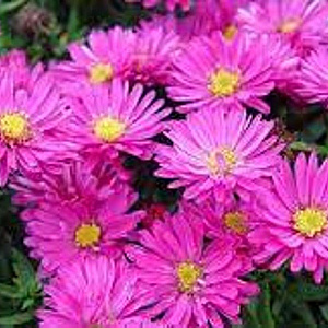Aster (D) 'Starlight' GM P9