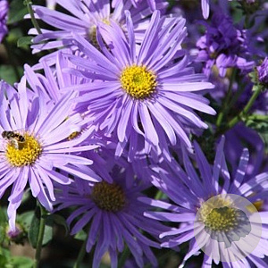 Aster thomsonii GM P9