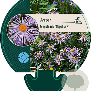 Aster tongolensis 'Napsbury' GM P9