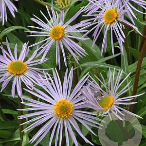 Aster tongolensis 'Napsbury' GM P9