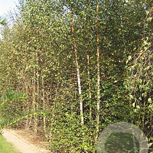 Betula pubescens 250-300 cm draadkluit meerstammig