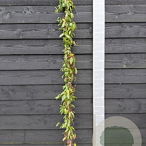 Bignonia capreolata 'Atrosanguinea' 150-175 cm vierkant rond 5,5L