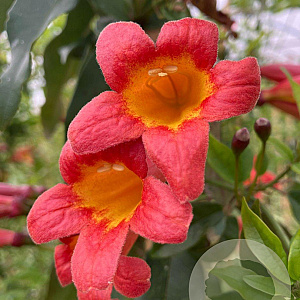 Bignonia capr. 'Tangerine Beauty' 150-175 cm vierkant rond 5,5L