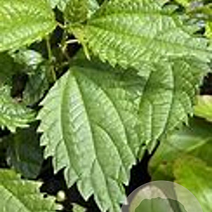 Boehmeria sieboldiana GM P9