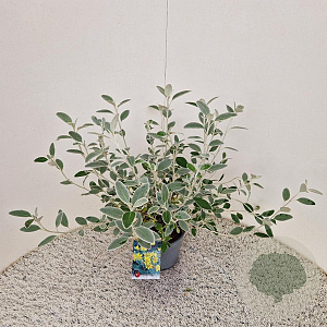 Brachyglottis 'Sunshine' 35-40 cm 2,5L