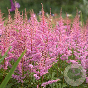 Astilbe (A) 'Amethyst' GM P9