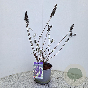 Buddleja d. 'Black Knight' 50-55 cm 3,0L