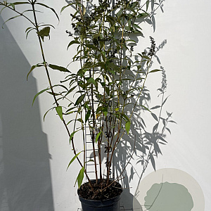 Buddleja d. 'Black Knight' 80-100 cm 7,5L