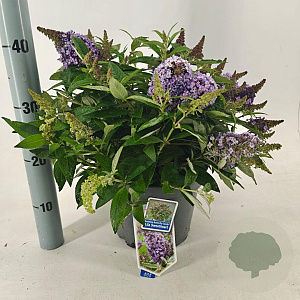 Buddleja d. B. Candy Lila Sweeth. 30-40 cm 5,0L