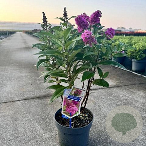 Buddleja d. B. Candy Little Cerise 30-35 cm 3,0L