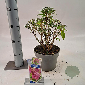 Buddleja d. B. Candy Little Cerise 30-40 cm 5,0L