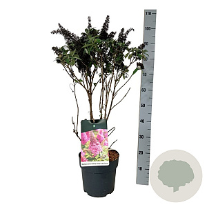 Buddleja d. B. Candy Little Cerise 50-60 cm 7,5L