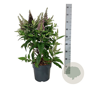 Buddleja d. B. Candy Little Cerise 50-60 cm 7,5L